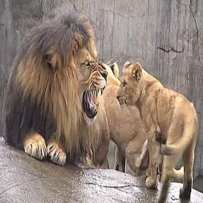 Filhotes encontram Pai pela primeira vez num dia ruim do Rei da Selva!