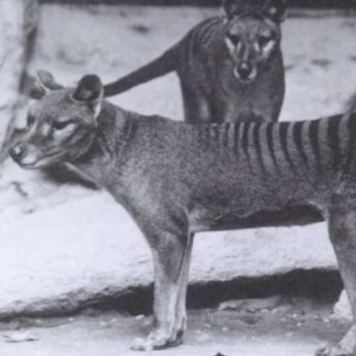 Foi liberado o ultimo vídeo de um Tigre da Tasmânia