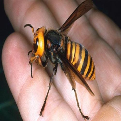 10 insetos com picadas mortais
