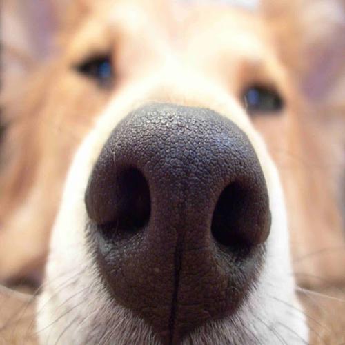 Como funciona o olfato e a visão canina