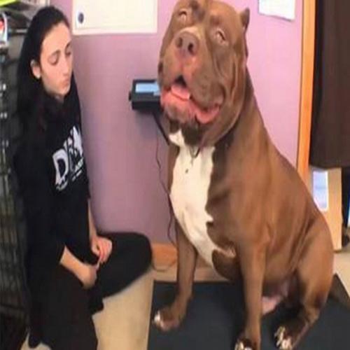 Conheça o maior Pitbull do Mundo que pesa 78,5kg.