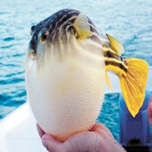 Curioso peixe baiacu: tem veneno letal 