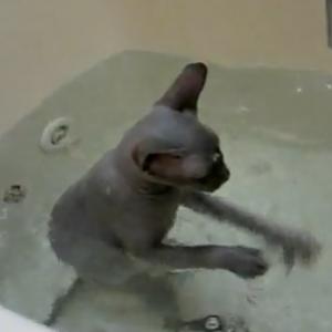 Gato adorando tomar banho