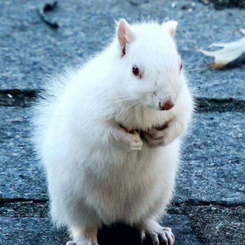 Incríveis animais albinos