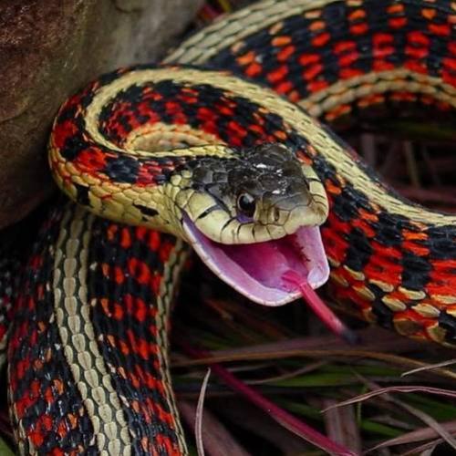 Hábitos bem estranhos de acasalamento das serpentes vermelhas