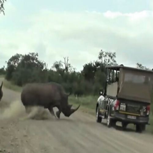 Rinoceronte furioso ataca veículo de safári na África