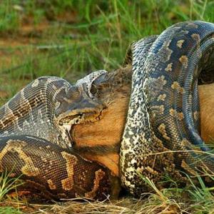 Cobra é vista comendo gnu inteiro na África