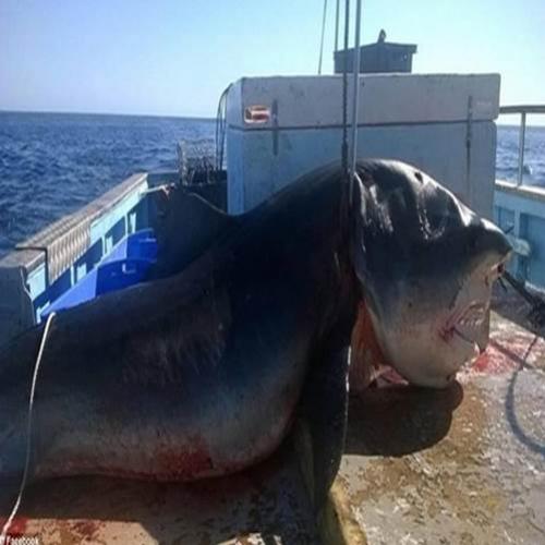 Tubarão gigante é capturado e Facebook se revolta