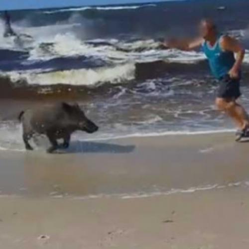 O que fazer quando um javali sai do oceano?