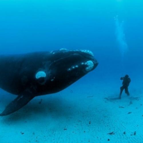 Porque animais marinhos são tão grandes?
