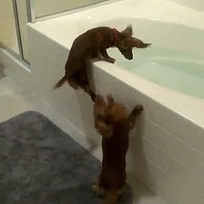 Dupla de cachorros adora tomar banho e até pula pra dentro da banheira
