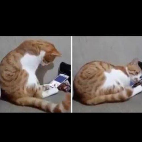 Reação de gato ao ver imagens da dona falecida comove as redes sociais