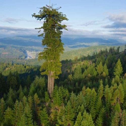 Conheça Hyperion, a árvore mais alta do mundo