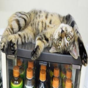 Gatos invadem lojas de conveniência no Japão