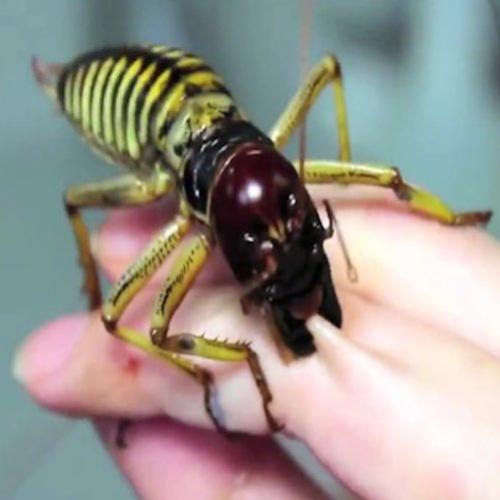 Maior inseto do mundo fura mão de mulher