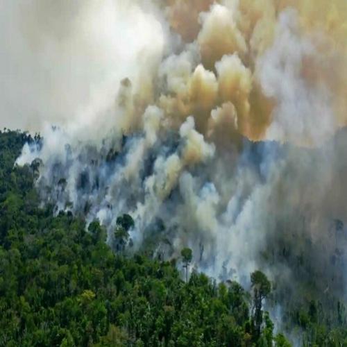 A floresta Amazônia agora é o quinto maior POLUIDOR do mundo