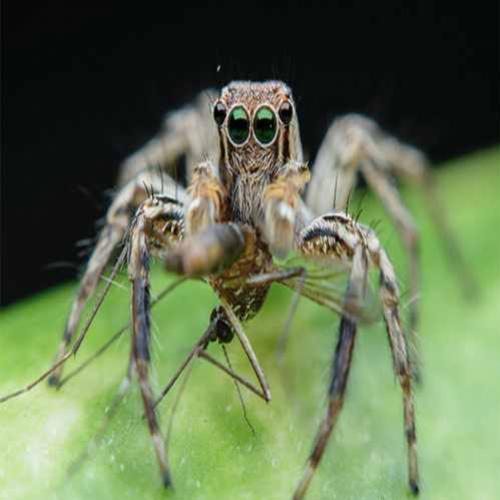 As aranhas saltadoras da Malásia