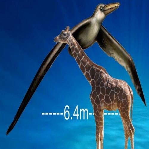 Maior ave que já existiu tinha o tamanho de uma girafa