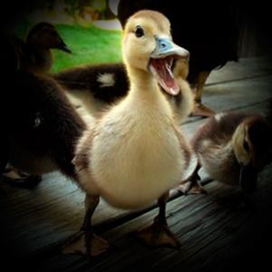 Conheçam a fofura dos filhotes de patos