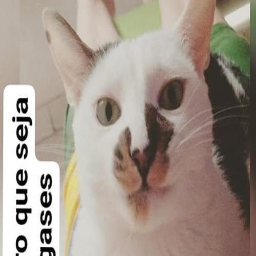 Quando meu gato descobriu minha gravidez