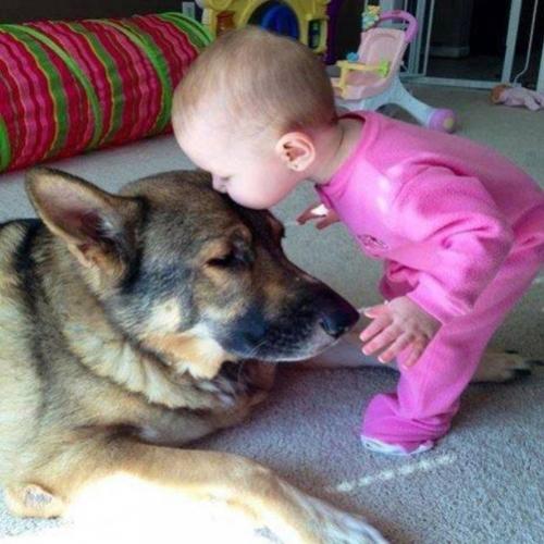 10 lindas fotos da amizade entre cães e bebês