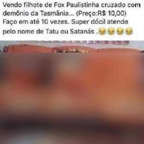 Vendo cachorro de Fox Paulistinha cruzado com demônio da Tasmânia...