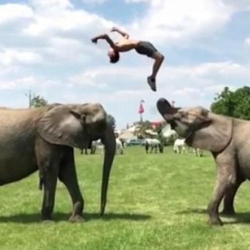 Homem e elefante mostram seus truques nessa coletânea