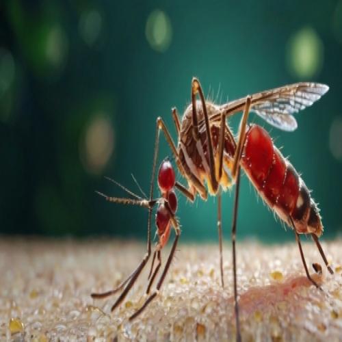 Dengue: Conheça os 9 Principais Sintomas