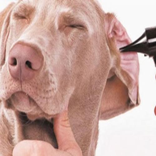 Aprenda como limpar as orelhas do cachorro 
