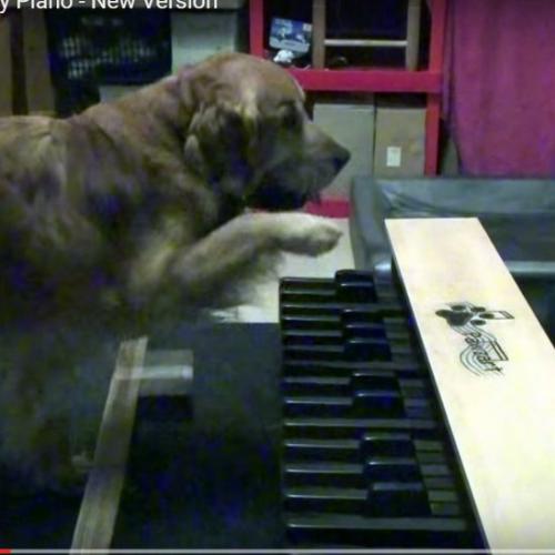 Cachorro pianista