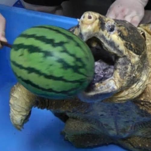 Esse vídeo vai te mostrar porque você não deve mexer com uma tartaruga