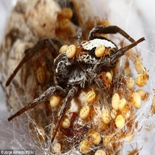 Aranha do deserto alimenta seus bebês com seu próprio corpo