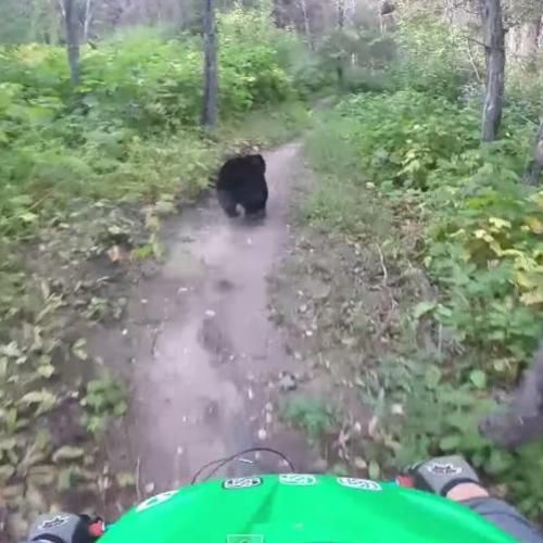 Ciclista dá de cara com urso no meio da trilha