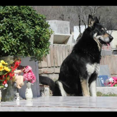 Cão permanece ao lado da sepultura do dono há 7 anos