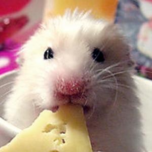 Ratos não gostam de queijo