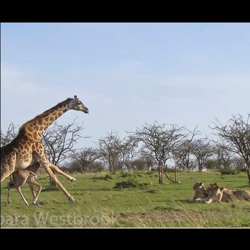Girafa enfrenta bando de leões para proteger filhote