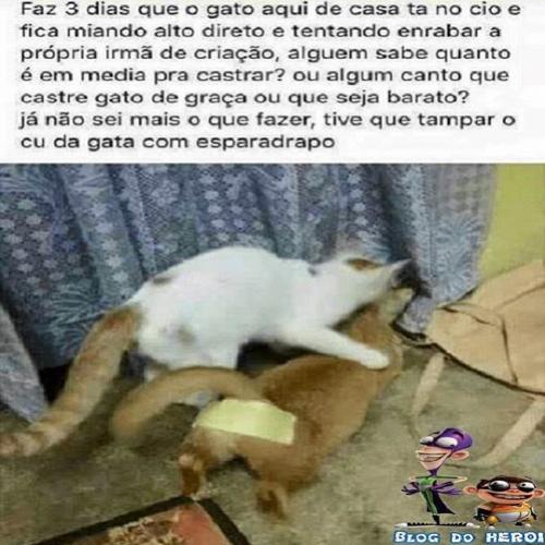 O caso do gato que queria enrabar a própria irmã