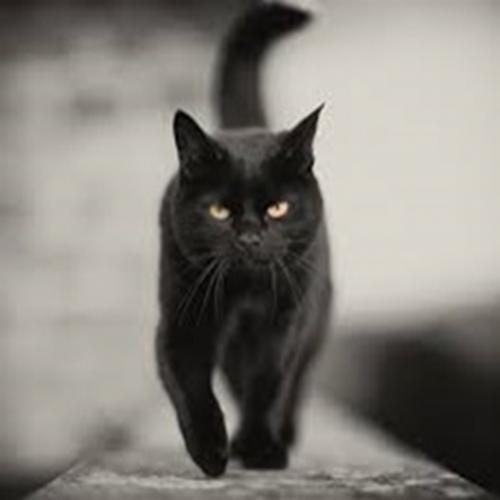 Os gatos pretos sempre foram alvo de curiosidades e mitos, saiba mais 