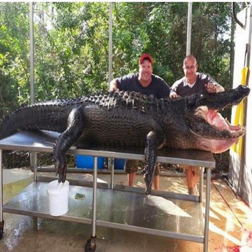 Homem luta 4 horas para capturar jacaré gigante de 400 quilos.