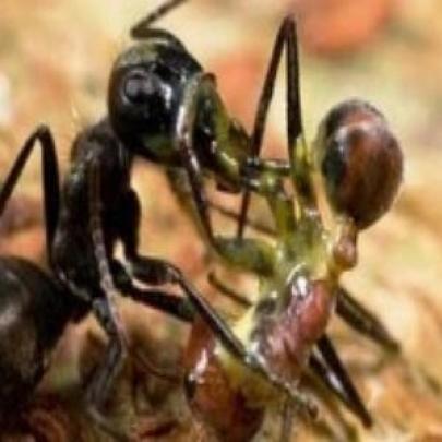 A Formiga que explode diante do perigo veja que incrível