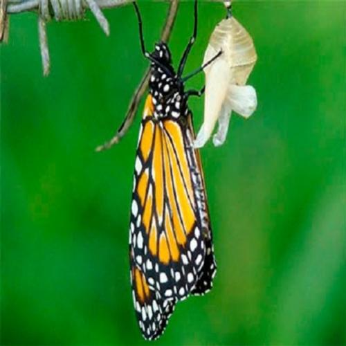 Lição de vida da borboleta que você deveria conhecer
