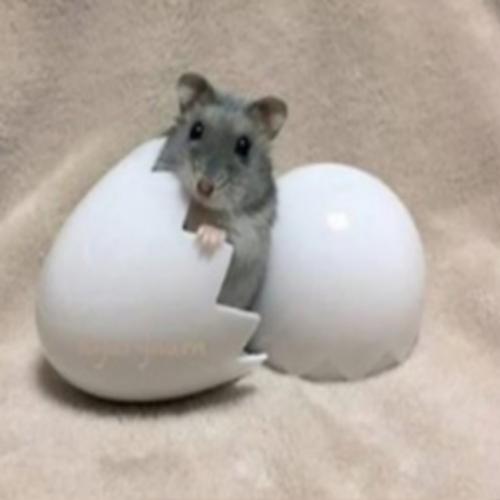 Veja como é o nascimento de um Hamster
