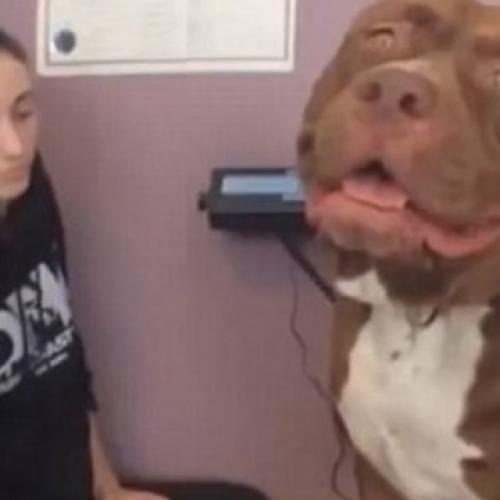 Hulk:conheça o incrível Pit Bull considerado o maior do mundo com 80 k