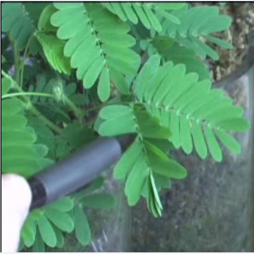 Mimosa Pudica: A planta sensitiva.