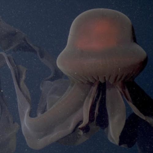 Veja a super rara Água-viva Gigante Fantasma