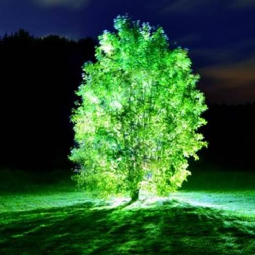 Árvores bioluminescentes podem substituir postes de luz