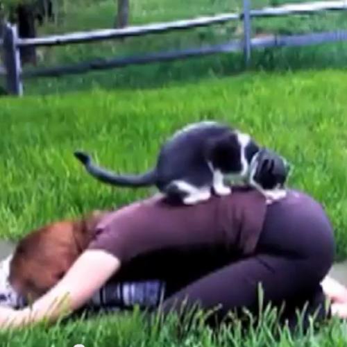 Cães e gatos carentes na hora da Yoga