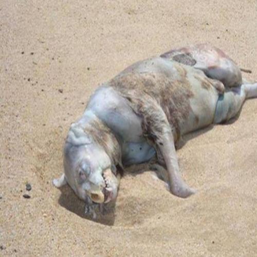 10 assustadores monstros marinhos encontrados em praias