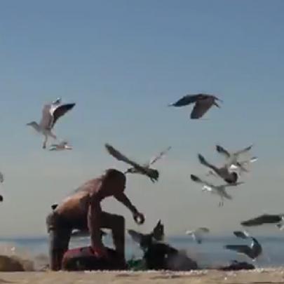 Pegadinha: ataque das gaivotas famintas