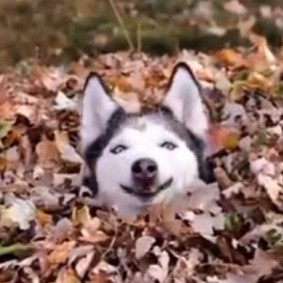 Cachorros que adoram brincar entre folhas secas